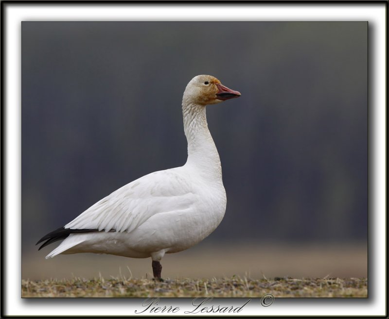 OIE DES NEIGES  /   SNOW GOOSE    _MG_1053a