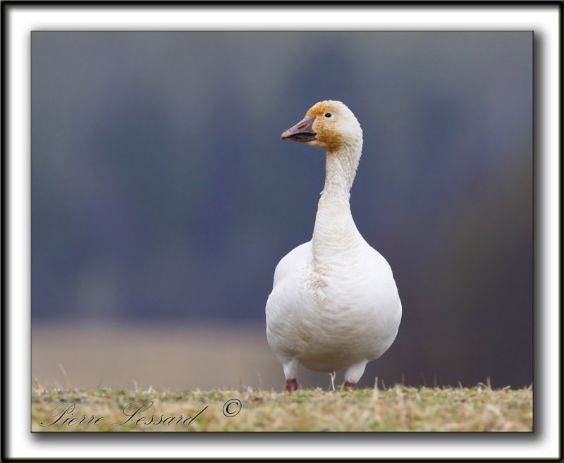 OIE DES NEIGES  /   SNOW GOOSE    _MG_1058a