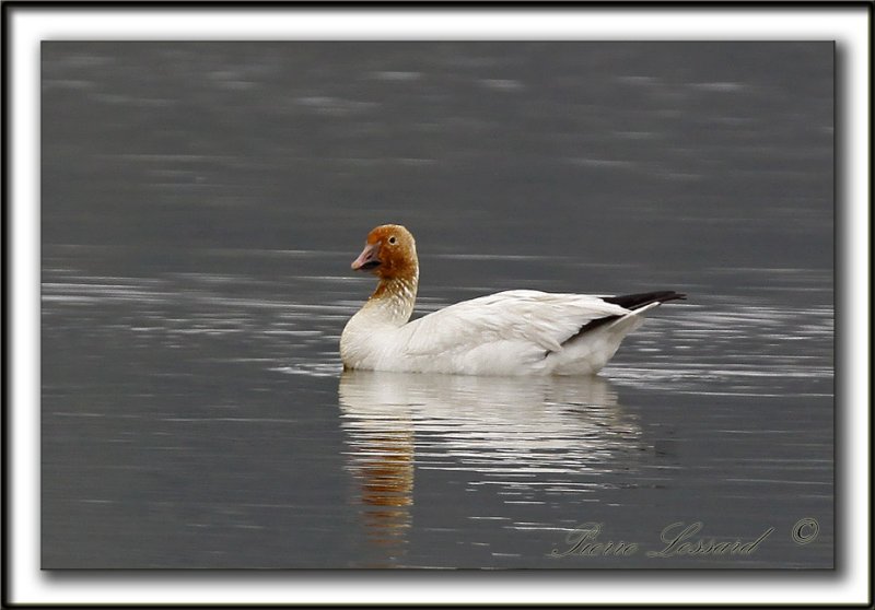 OIE DES NEIGES  /   SNOW GOOSE    _MG_1091a