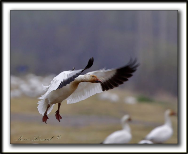 OIE DES NEIGES  /   SNOW GOOSE    _MG_1084a