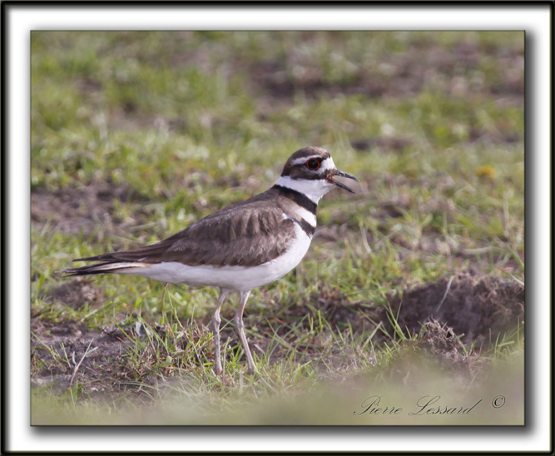 PLUVIER KILDIR  /  KILLDEER PLOVER   _MG_0119a