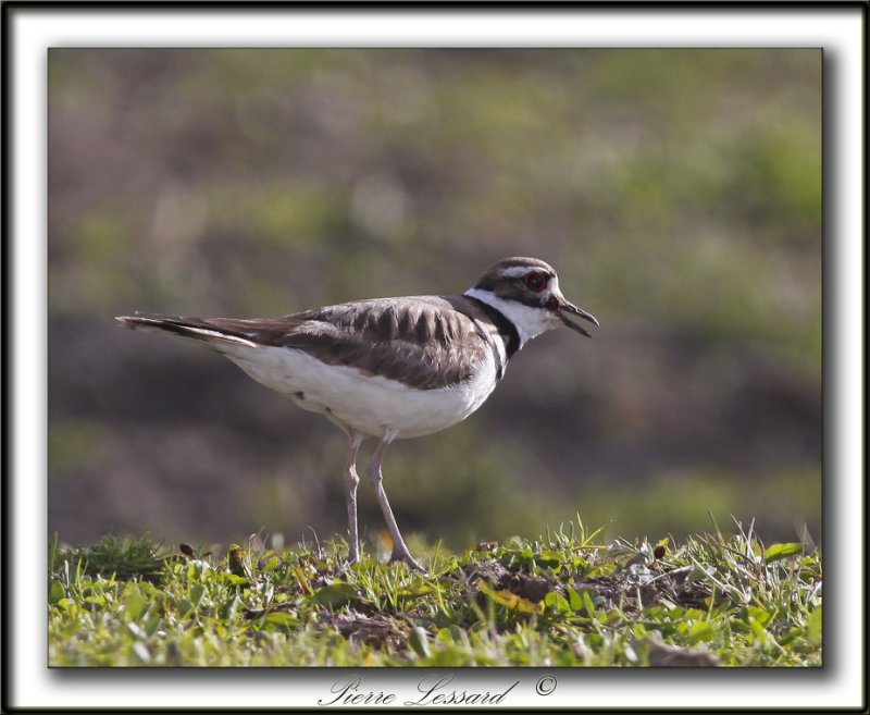 PLUVIER KILDIR  /  KILLDEER PLOVER   _MG_0129a