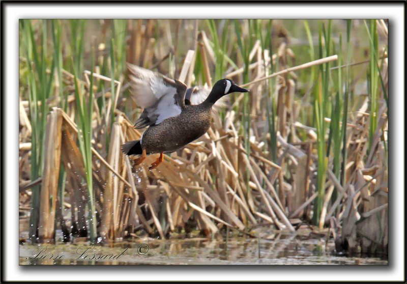 SARCELLE  AILES BLEUES  - BLUE-WINGED TAIL    _MG_2191a