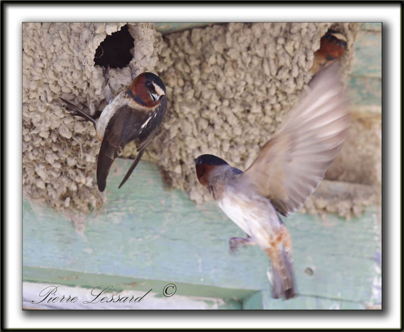HIRONDELLE  FRONT BLANC  /  CLIFF SWALLOW    _MG_4620a