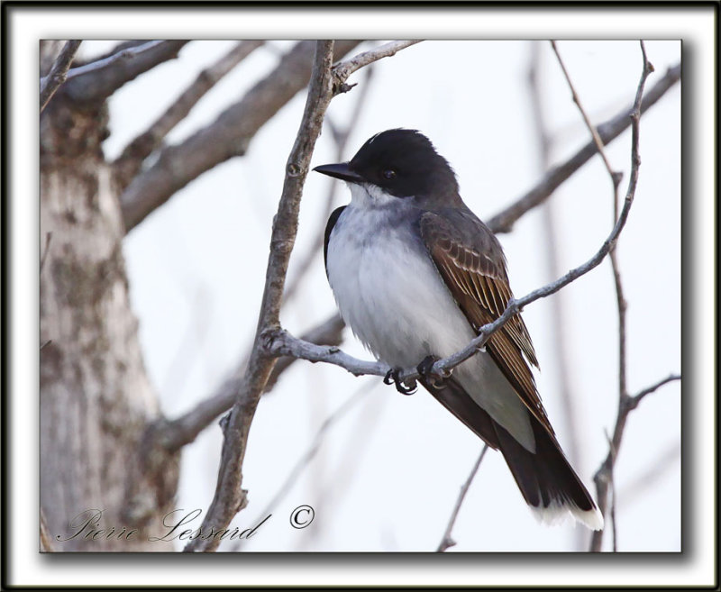 TYRAN TRITRI  /  EASTERN KINGBIRD   _MG_1436a