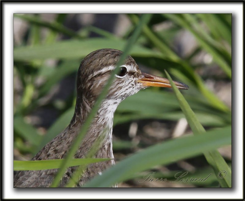 CHEVALIER GRIVEL,  la mre   /   SPOTTED SANDPIPER,  the mother     _MG_4141a