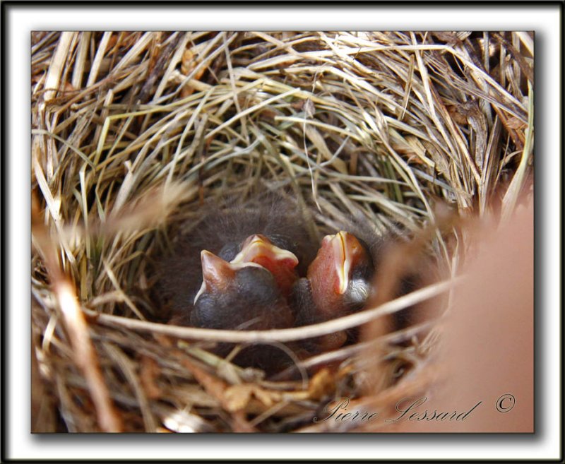 BRUANT CHANTEUR , jeune  / SONG SPARROW, immature    _MG_5419a
