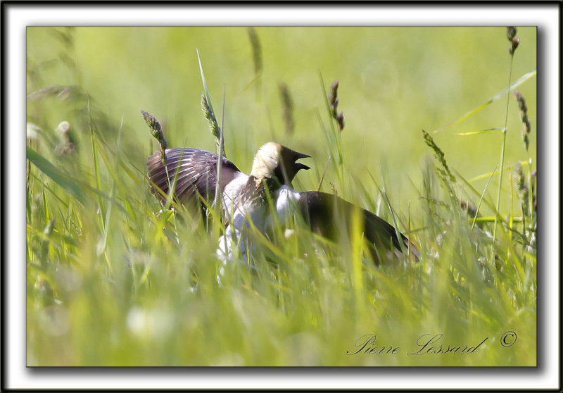 GOGLU DES PRS, mle   /   BOBOLINK, male    _MG_3765 b