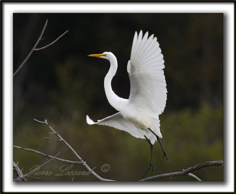 _MG_2433a   -   GRANDE AIGRETTE  /  GREAT EGRET