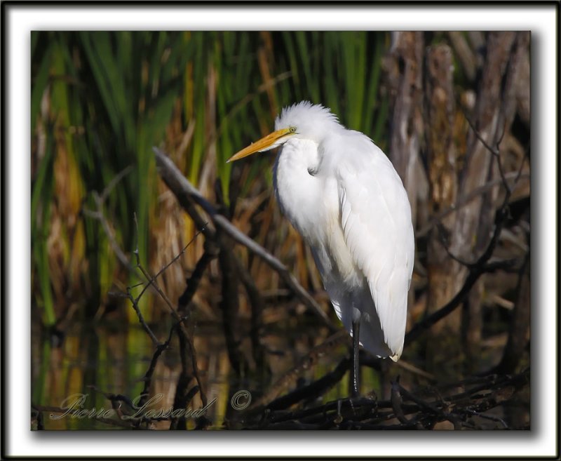_MG_2989a   -   GRANDE AIGRETTE  /  GREAT EGRET
