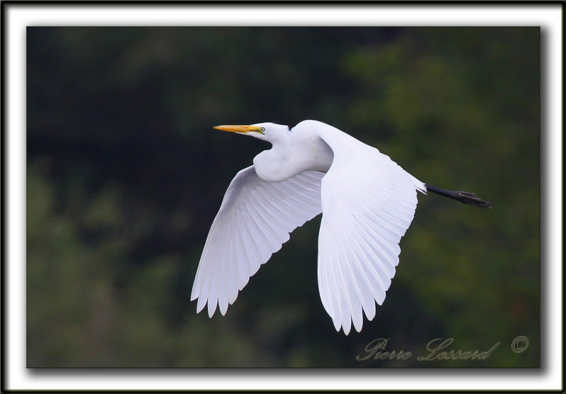  GRANDE AIGRETTE  /  GREAT EGRET    _MG_2494a