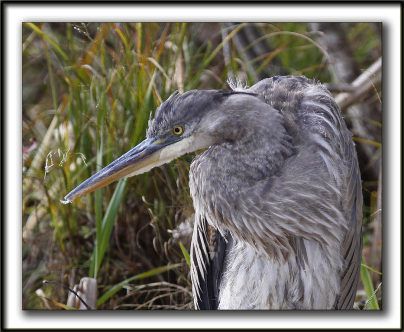 GRAND HRON BLEU  -   GREAT BLUE HERON     _MG_9319 c