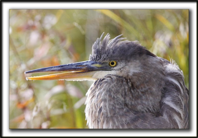 GRAND HRON BLEU  -   GREAT BLUE HERON     _MG_9541b