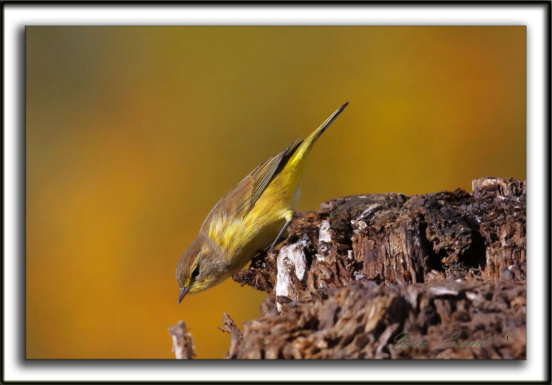 PARULINE  COURONNE ROUSSE en automne   /  PALM WARBLER  in fall time   _MG_8727a