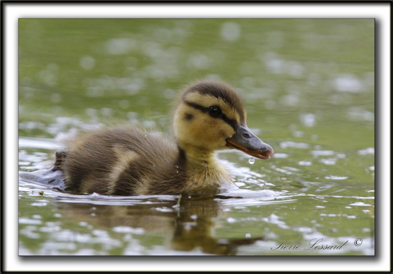    CANETONS, COLVERT  /   IMMATURES MALLARD _MG_0221 a