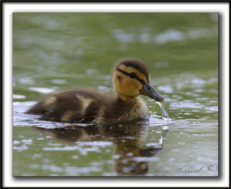  CANETONS, COLVERT  /   IMMATURES MALLARD  _MG_0270 a