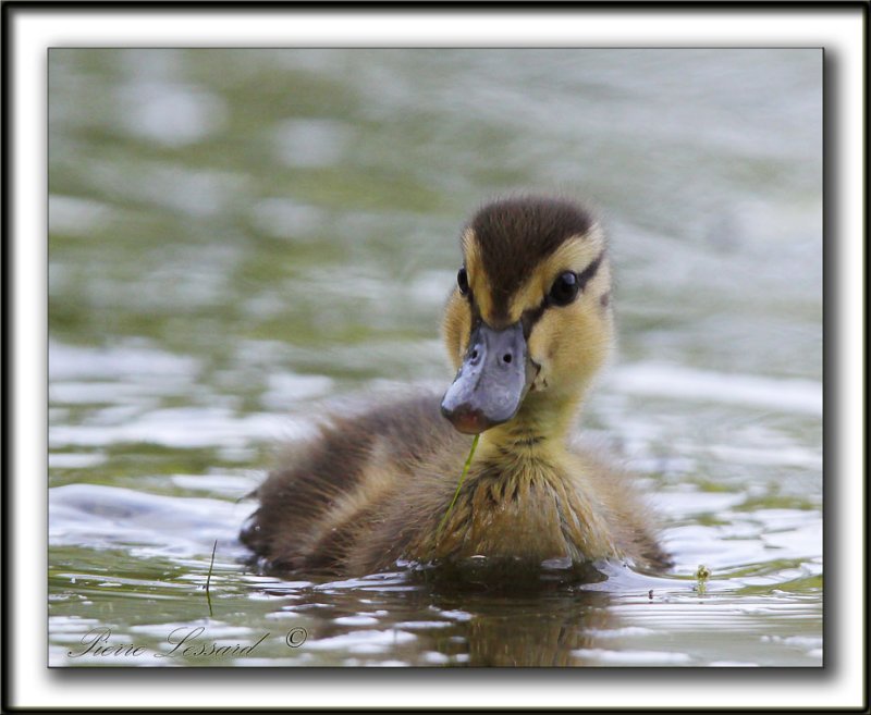   CANETONS, COLVERT  /   IMMATURES MALLARD  _MG_0277 a