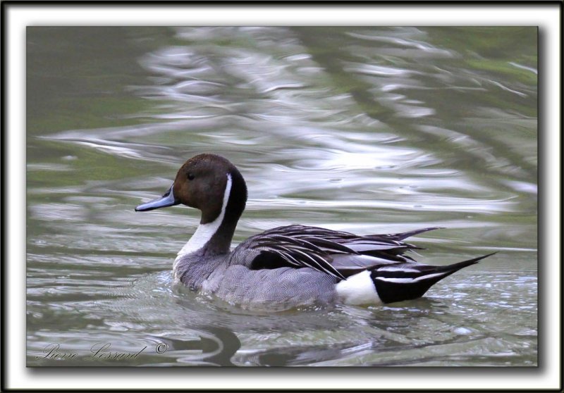 CANARD PILET, mle   /    NORTHERN PINTAIL, male    _MG_6987 a