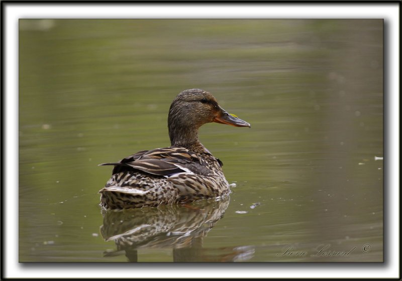 CANARD PILET, femelle   /    NORTHERN PINTAIL, female    _MG_7162 a