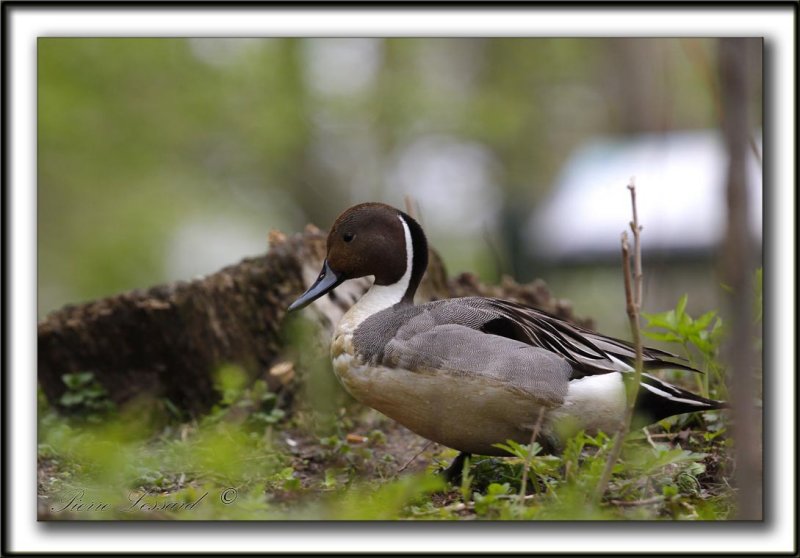 CANARD PILET, mle   /    NORTHERN PINTAIL, male    _MG_7420 a