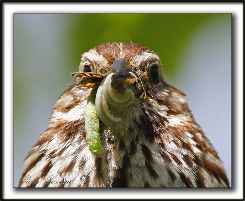 BRUANT CHANTEUR  /  SONG SPARROW   _MG_1019 a   -  Le repas des petits  /  Lunch for youngs