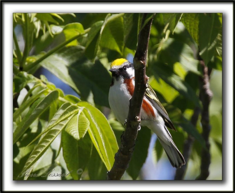 PARULINE  FLANCS MARRON /  CHESTNUT-SIDED WARBLER   _MG_0525 a