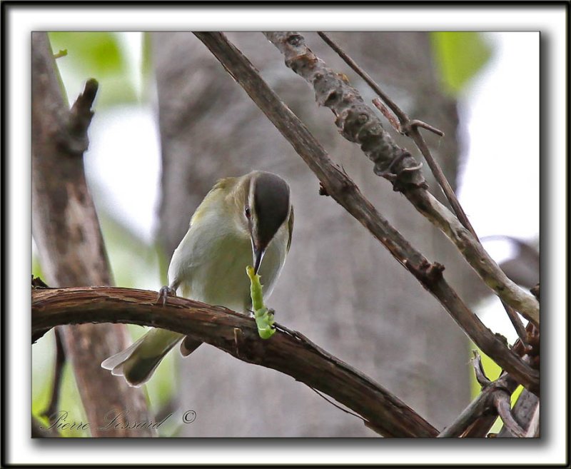 VIRO AUX YEUX ROUGES /  RED-EYES VIREO     _MG_9826 a