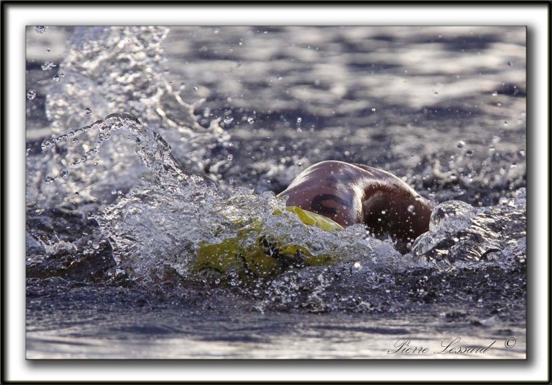 NANCY TESSIER , 1 km,   21m14,13s    _MG_0794 a