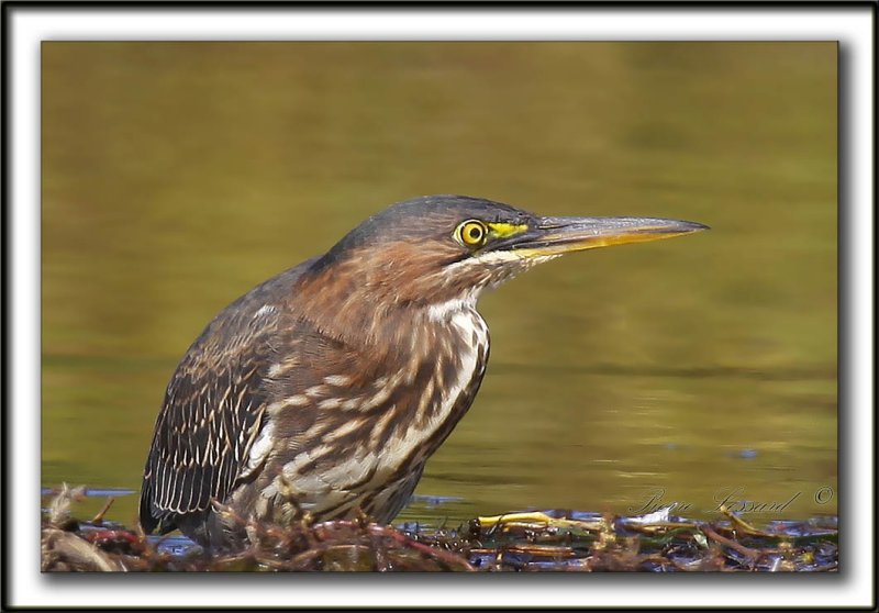 HERON VERT  /  GREEN HERON    _MG_5004 a  -  Crop