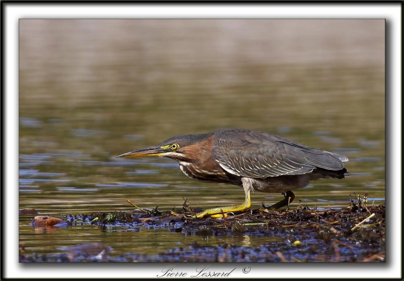 HERON VERT  /  GREEN HERON    _MG_5056 a