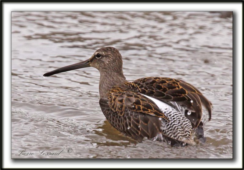 BCASSIN  LONG BEC   /  LONG-BILLED DOWITCHER    _MG_3766 b