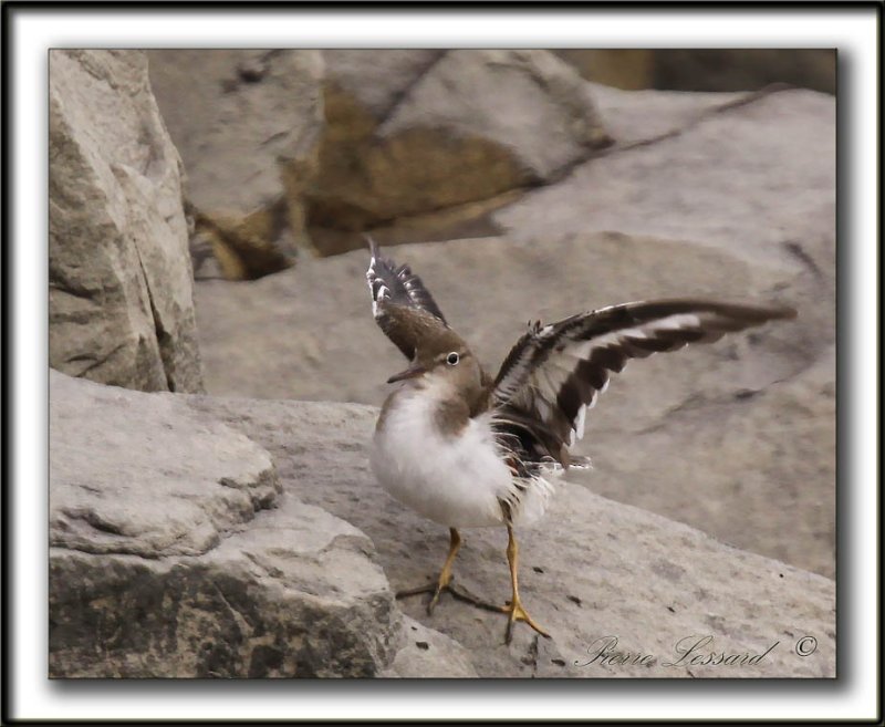 CHEVALIER GRIVEL   /   SPOTTED SANDPIPER   -   Lautomne / Fall       _MG_3507 a