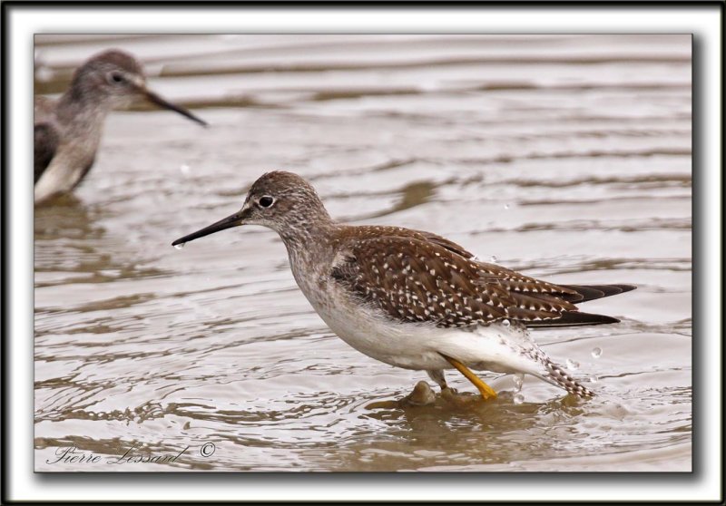 PETIT CHEVALIER   /   LESSER YELLOWLEGS     _MG_3714 a