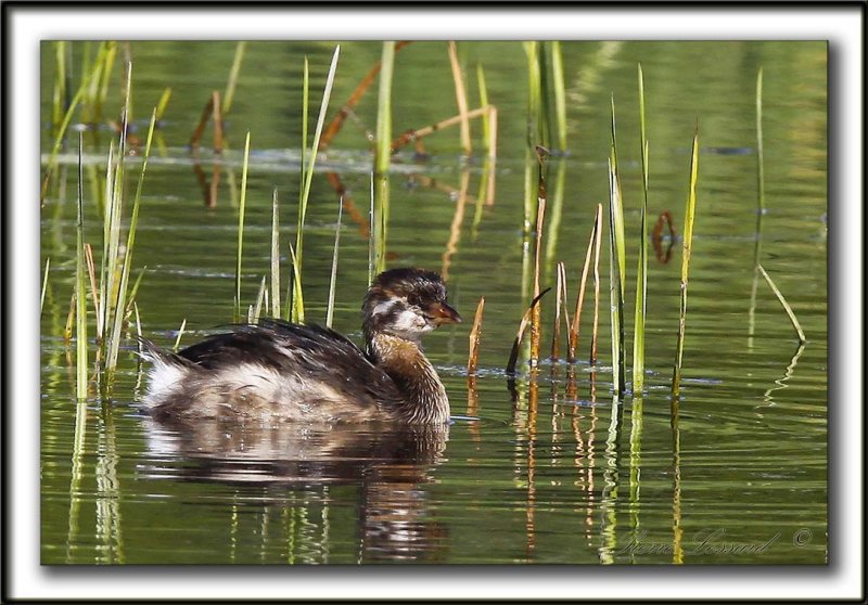 GRBE  BEC BIGARR  /   PIED-BILLED GREBE    _MG_9780 a