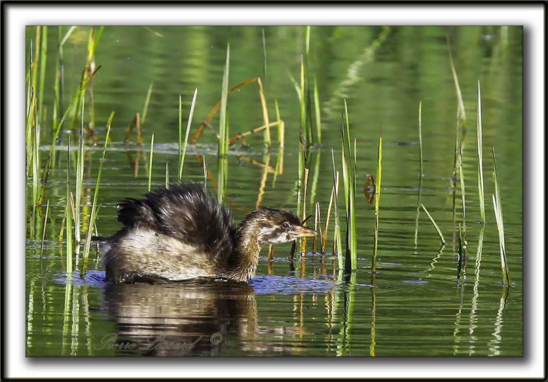 GRBE  BEC BIGARR  /   PIED-BILLED GREBE    _MG_9783 a