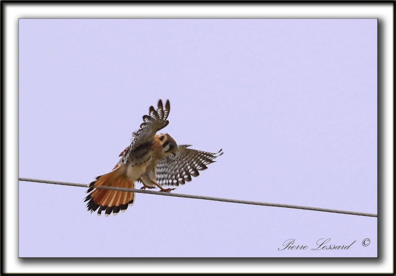 CRCERELLE DAMRIQUE   /    AMERICAN KESTREL    _MG_5677 aa