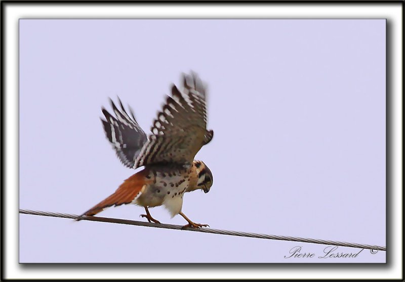CRCERELLE DAMRIQUE   /    AMERICAN KESTREL    _MG_5680 a