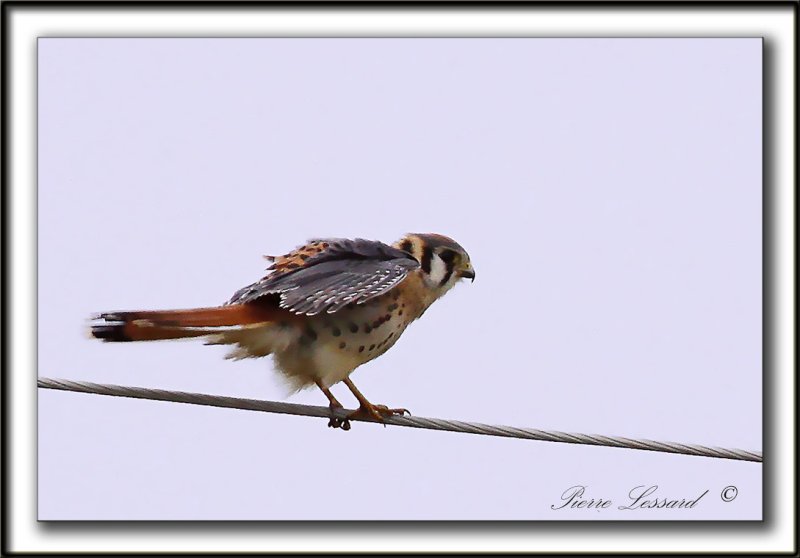 CRCERELLE DAMRIQUE   /    AMERICAN KESTREL    _MG_5682 a