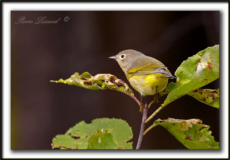 PARULINE  JOUE GRISE   /    NASHVILLE WARBLER      _MG_5876 a