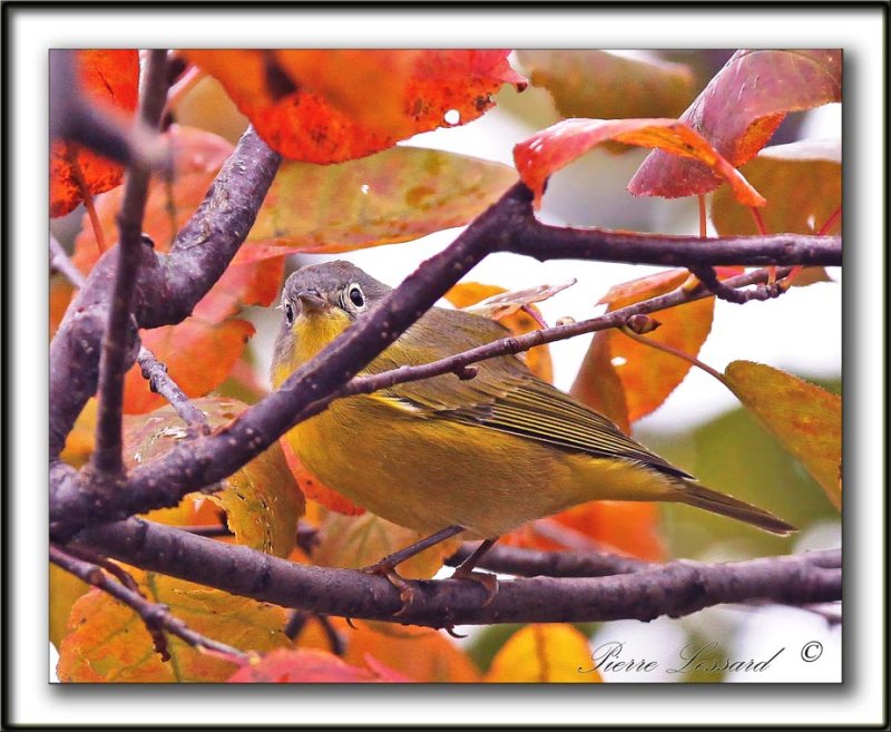 PARULINE  JOUE GRISE   /    NASHVILLE WARBLER    _MG_6096 a