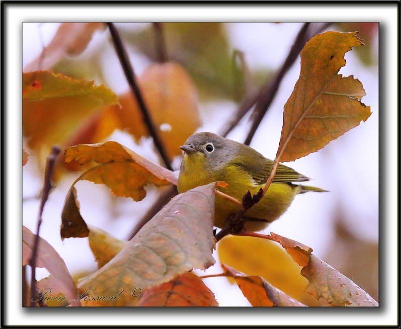 PARULINE  JOUE GRISE   /    NASHVILLE WARBLER    _MG_6227 aa