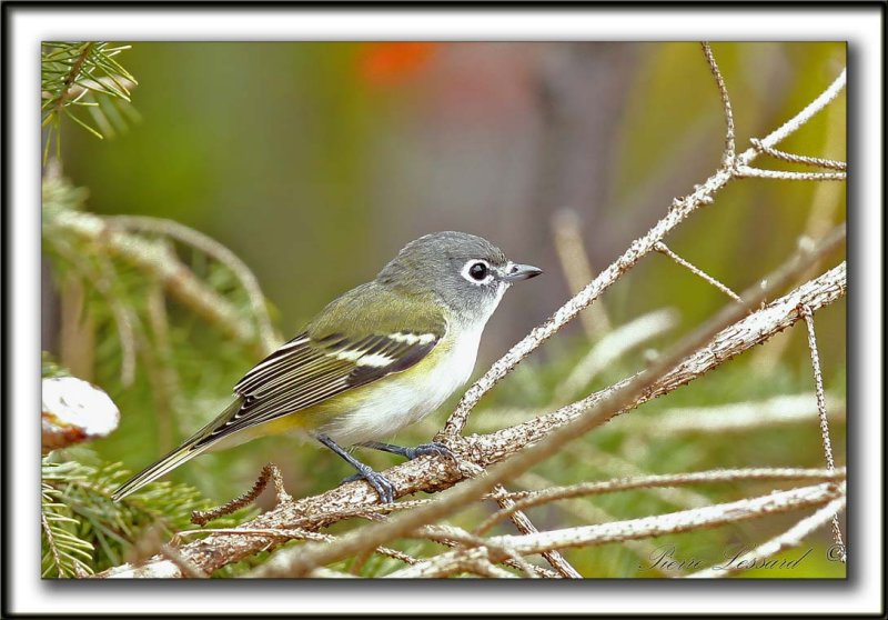 VIRO  TTE BLEUE    /    SOLITARY VIREO    _MG_6395 a