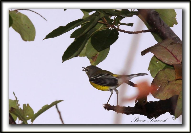 PARULINE  TTE CENDRE / MAGNOLIA WARBLER    _MG_6294 a