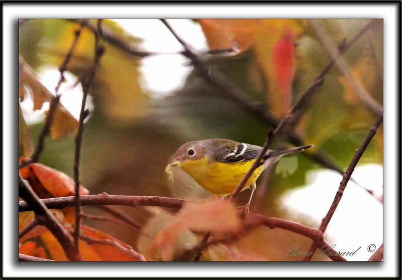 PARULINE  TTE CENDRE / MAGNOLIA WARBLER    _MG_6319 a