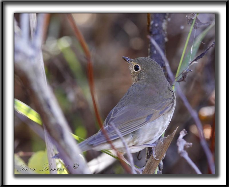 GRIVE  DOS OLIVE   /   SWAINSONS THRUSH _MG_9102a