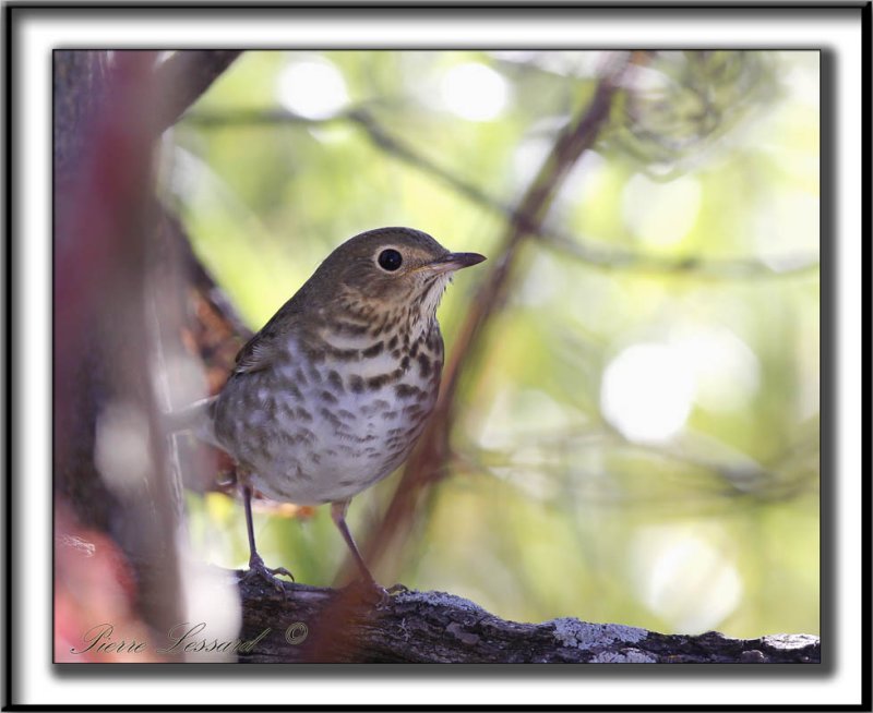 GRIVE  DOS OLIVE   /   SWAINSONS THRUSH_MG_9120a