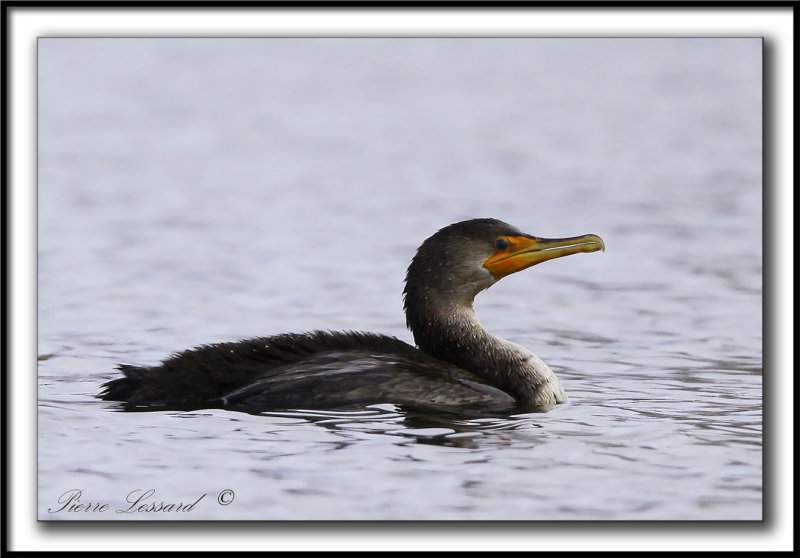 CORMORAN  AIGRETTES   /   DOUBLE-CRESTED CORMORANT   -  Base Plein air Ste-foy    _MG_9565 aa