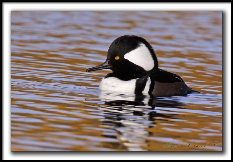 HARLE COURONN, mle  /  HOODED MERGANSER, male   _MG_0174 a