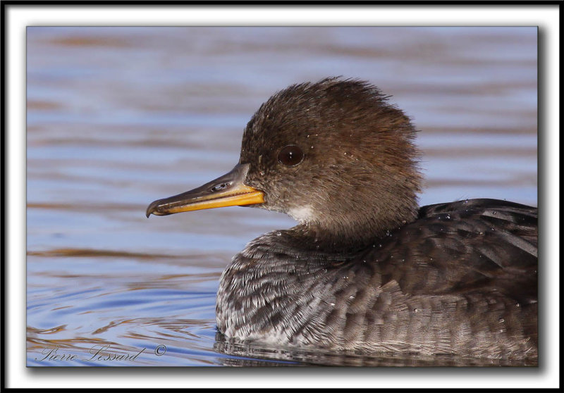 HARLE COURONN, femelle  /  HOODED MERGANSER, female   _MG_0214 a
