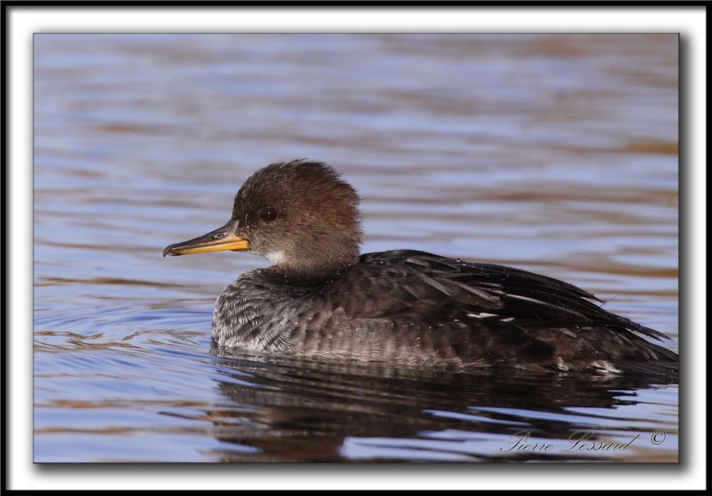 HARLE COURONN, femelle  /  HOODED MERGANSER, female   _MG_0214 a